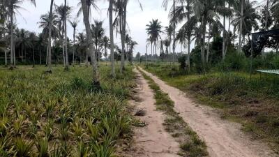 Dirt path amidst tropical area with coconut trees