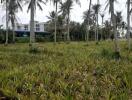 Outdoor area with palm trees and a field