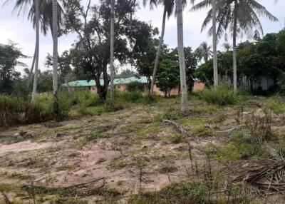 Vacant land with palm trees and distant buildings