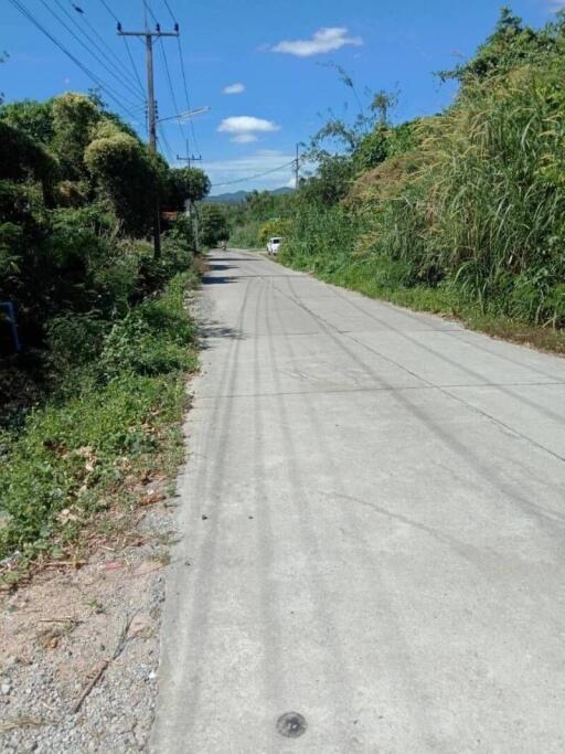 paved road surrounded by greenery