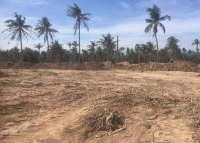 Empty land plot with palm trees