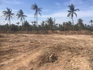 Empty land plot with palm trees