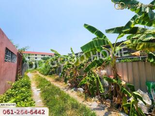 Exterior view with plants and walkway