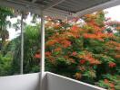 Balcony with view of lush greenery and orange flowering trees