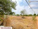 Vacant lot with scattered trees and open sky