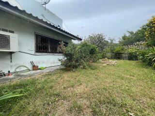 side garden with plants and shrubs