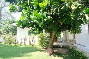 Backyard with lush greenery and a tree providing shade