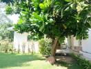 Backyard with lush greenery and a tree providing shade