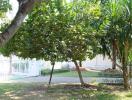 A well-maintained garden with trees and green lawn