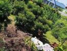 Lush green garden with bushes and trees