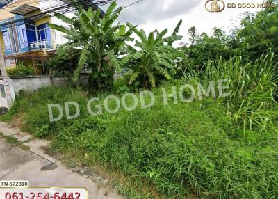 Overgrown lot with grass and banana trees