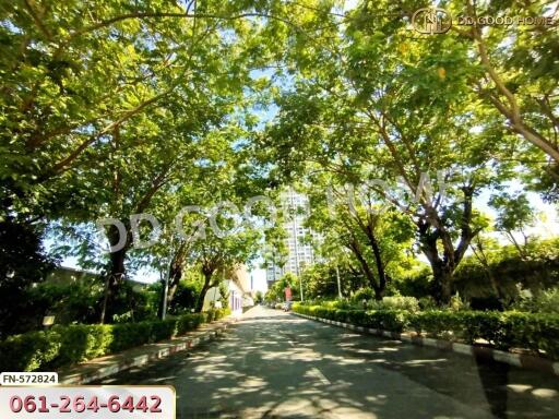 Pathway with trees and greenery