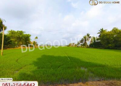 Green field with trees and clear sky