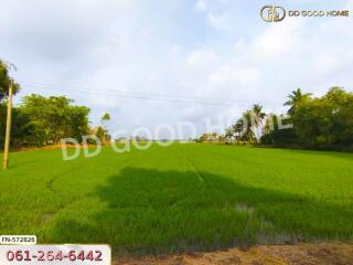 Green field with trees and clear sky