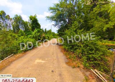 Rural road with lush greenery