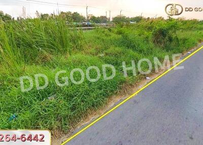Vacant lot with lush grass and plants near a roadway