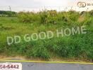 vacant plot of land with grassy vegetation