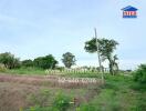 Vacant land with green vegetation