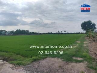 Open field view with grass and trees under a cloudy sky