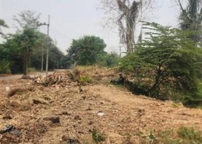 Vacant land plot with trees and dry vegetation