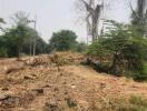 Vacant land plot with trees and dry vegetation