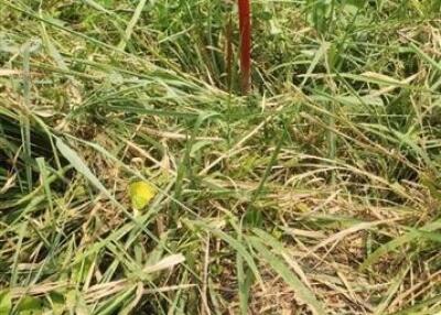 Vacant land with grass and a red stake