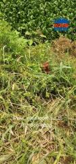 Overgrown land plot with vegetation and a sign