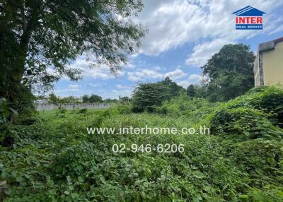 Overgrown outdoor area with dense vegetation, sky, and tree.