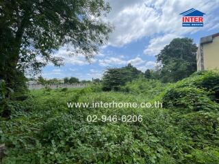 Overgrown outdoor area with dense vegetation, sky, and tree.