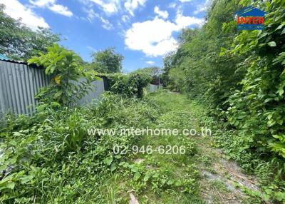 Overgrown outdoor area with greenery and partially visible corrugated metal fence