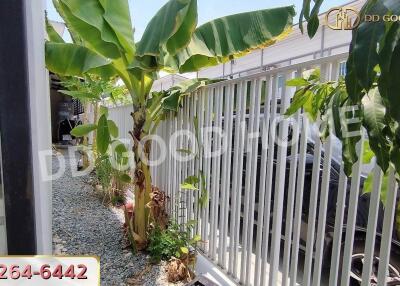 Outdoor area with banana trees and gravel pathway