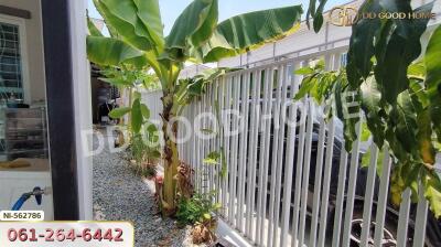 Outdoor area with banana trees and gravel pathway