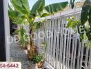 Outdoor area with banana trees and gravel pathway