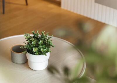 Close-up of a coffee table with a small plant and a ceramic cup