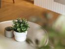 Close-up of a coffee table with a small plant and a ceramic cup