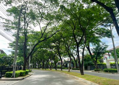 Scenic tree-lined residential street