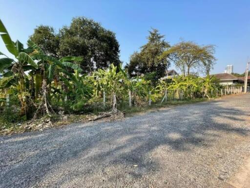 View of a gravel road with trees and plants along the side