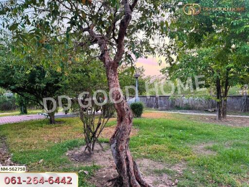 Large backyard with tree and greenery