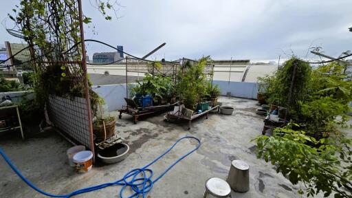 Rooftop garden with various plants and gardening tools