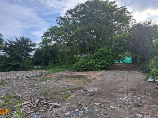 Vacant lot with trees and debris