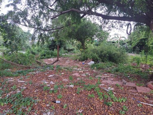 Overgrown backyard with trees and plants