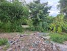 Overgrown backyard with debris and lush greenery
