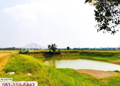 View of a pond surrounded by greenery