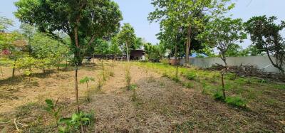 Land for Sale in Nong Phueng, Saraphi