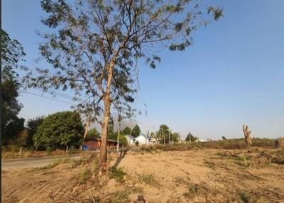 Vacant land with sparse vegetation and a single tree