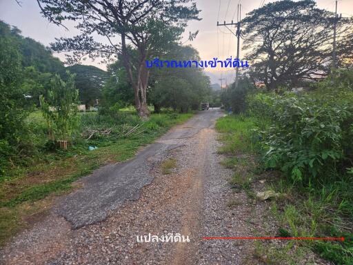 Path leading through a lush, green area with trees on both sides