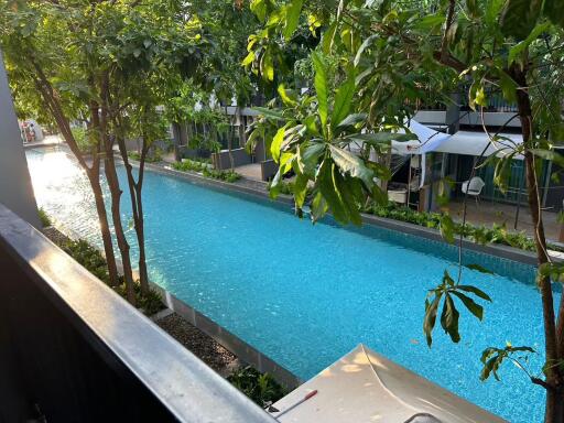 Swimming pool surrounded by greenery