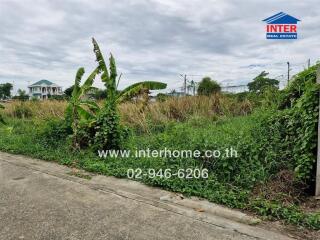 Vacant lot with grass and plants