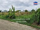 Vacant lot with grass and plants