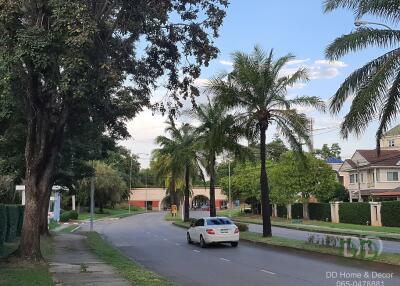 Street view with palm trees and houses